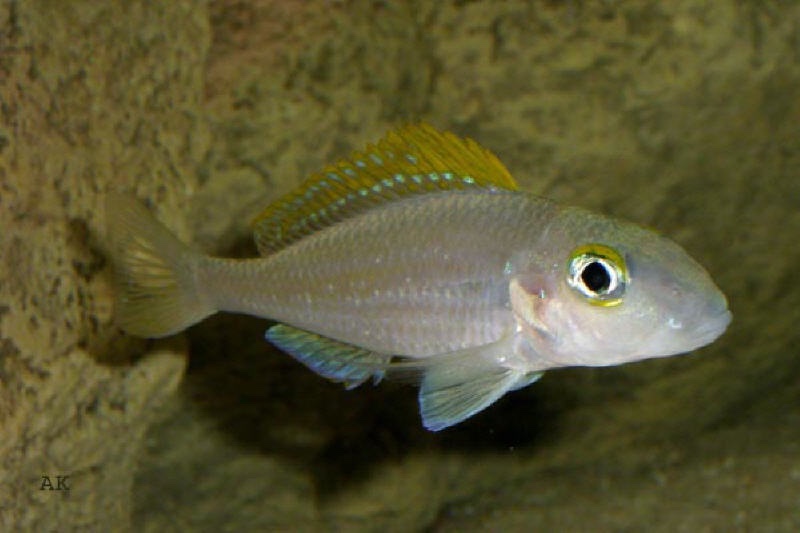 Xenotilapia cf. papilio 'Katete'